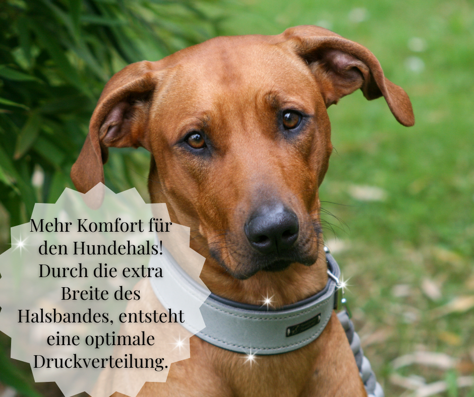 Hundewohl - Fettleder Halsband mit Nappaleder